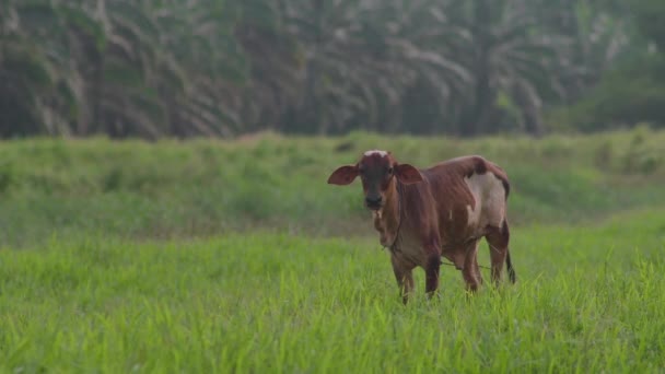 Krowa Pięknej Łące Krowa Pasąca Się Zielonym Polu Trawy Krowa — Wideo stockowe