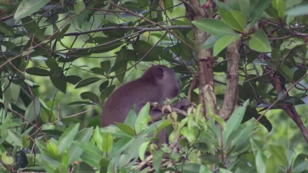 长尾猕猴坐在热带雨林的树枝上 在丛林中的一棵树上休息的时候 吃螃蟹的猕猴看着相机 — 图库视频影像
