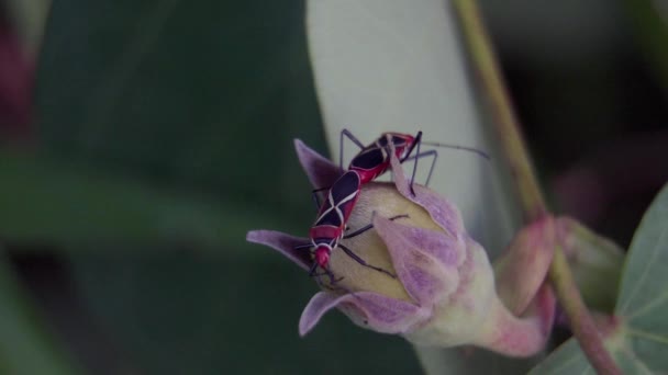 Cotton Stainer Bug Dysdercus Decussatus Mating Flower Bud Pair Red — стоковое видео