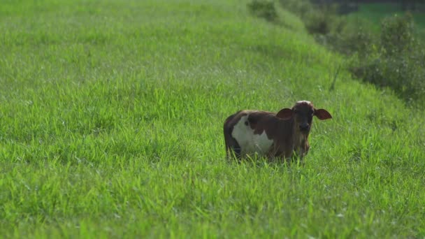 奶牛在美丽的草地上 奶牛在绿色的草地上吃草 在阳光灿烂的日子里 奶牛看着相机 奶牛在畜牧业方面 黄牛在草地上散步 — 图库视频影像