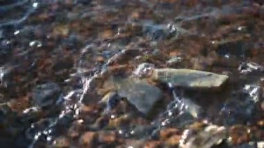 Sabah dalgaları Bokeh ile kıyıda