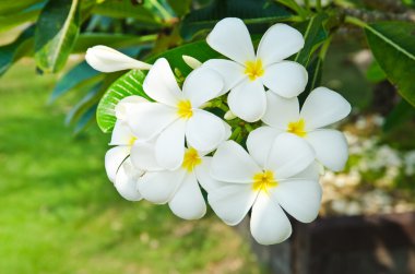 Plumeria çiçekler