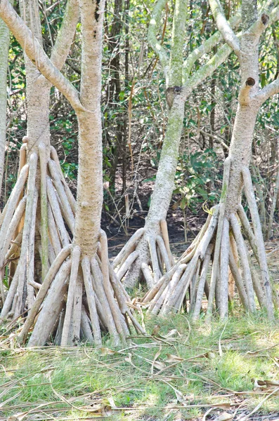 Hoofdmap van mangrove, thailand — Stockfoto