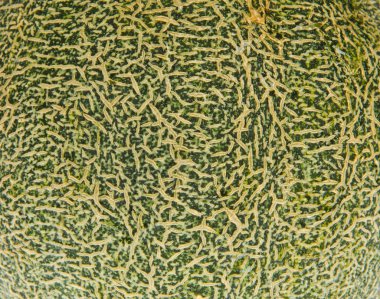 Kavun kabuğunu kapayın.