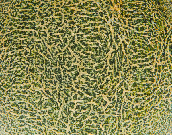 Крупный план дыни дыни