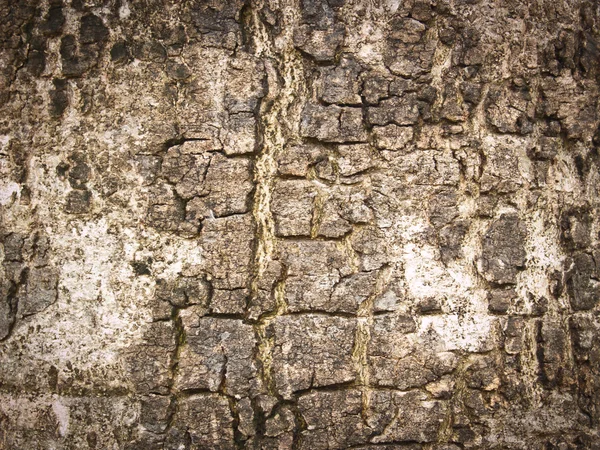 Trästruktur — Stockfoto