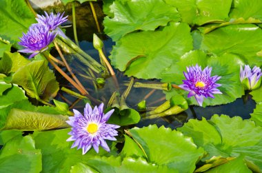 güzel su lilly veya lotus su