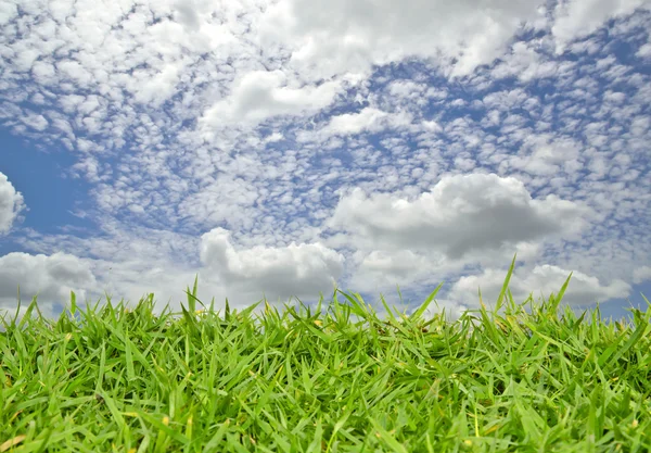 Zelené trávě s cloud v modré obloze — Stock fotografie