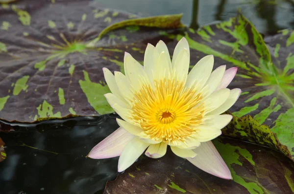 Красива водяна лілія або лотос на воді — стокове фото