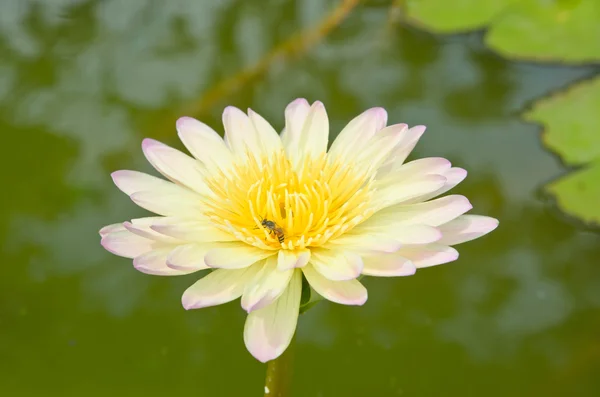 Beautiful water lilly or lotus on water — Stock Photo, Image