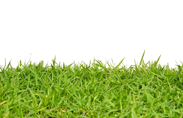 Close-up of green grass with white background — Stock Photo, Image