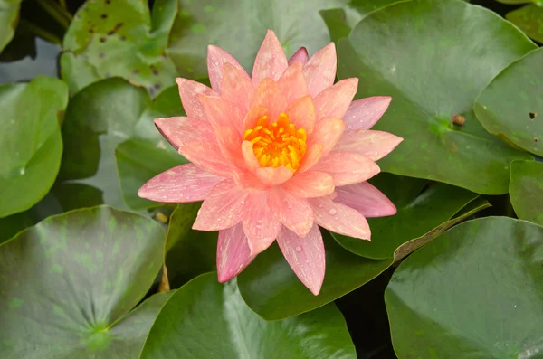 Vackra vatten lilly eller lotus på vatten — Stockfoto