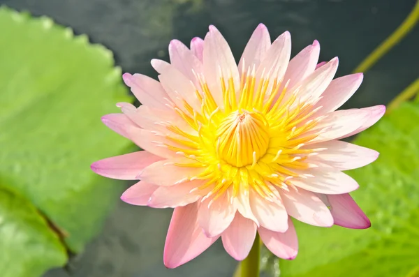 Beautiful water lilly or lotus on water — Stock Photo, Image