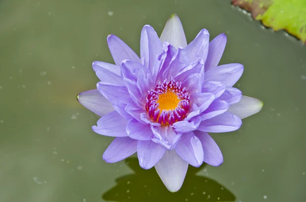 Mooie water lilly of lotus op water — Stockfoto