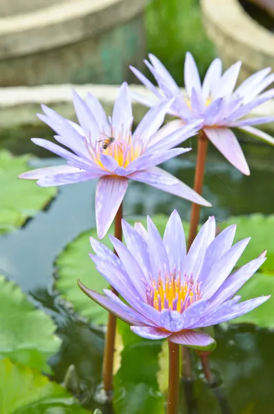 Güzel su lilly veya lotus su — Stok fotoğraf
