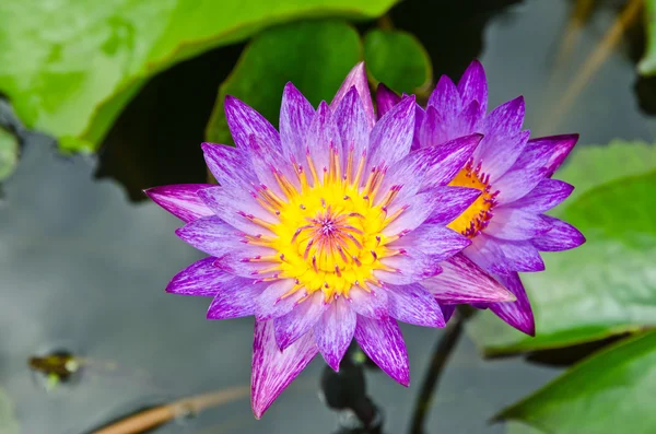 Красива фіолетова водяна лілія або лотос на воді — стокове фото
