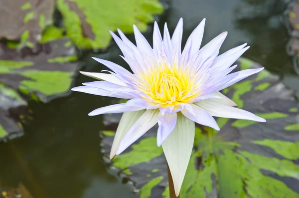 Beautiful water lilly or lotus on water — Stock Photo, Image