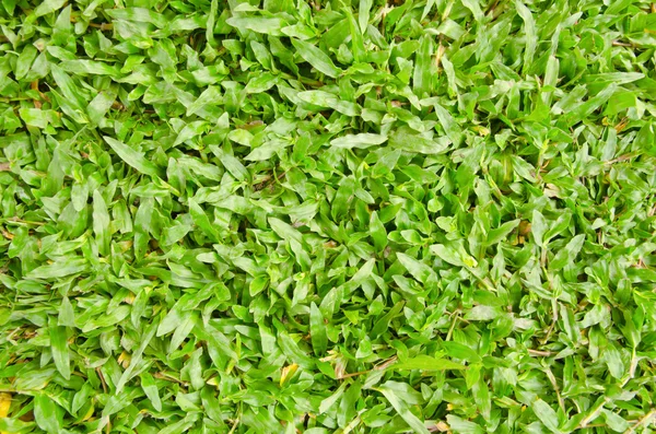 Zbliżenie zielonej trawy — Zdjęcie stockowe