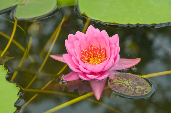 Красива водяна лілія або лотос на воді — стокове фото