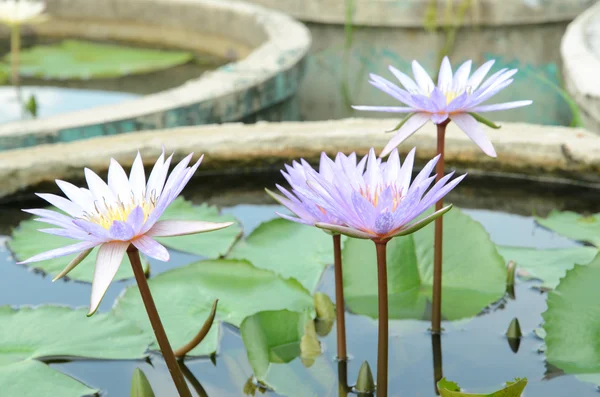 Hermosa lila de agua o loto —  Fotos de Stock