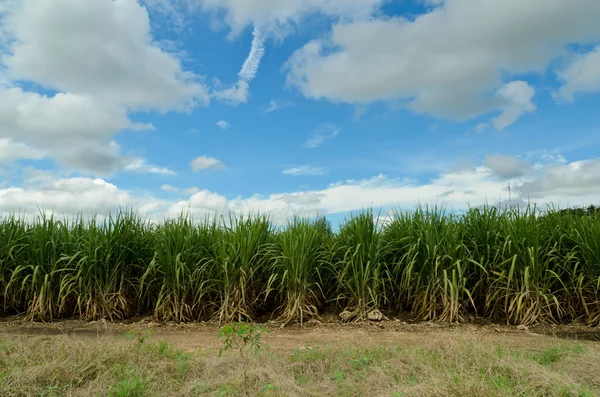 Cana de açúcar com céu azul — Fotografia de Stock