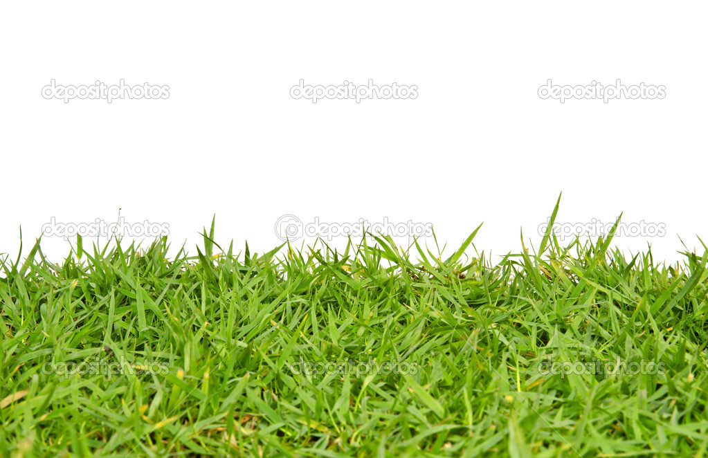 Close-up of green grass with white background