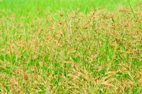 Kwiat trawy — Zdjęcie stockowe