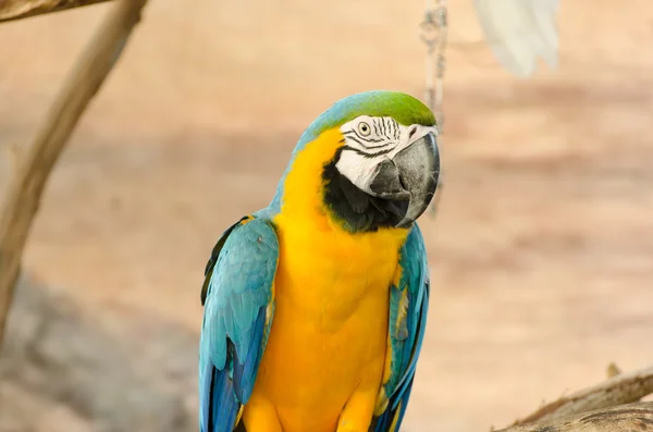 Blue and Gold macaw — Stock Photo, Image
