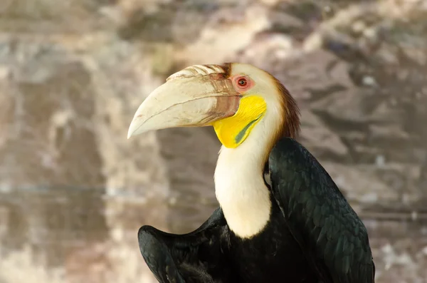 Wreathed hornbill — Stock Photo, Image