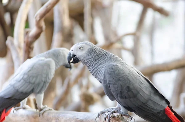 African Grey Parrot — Stock Photo, Image