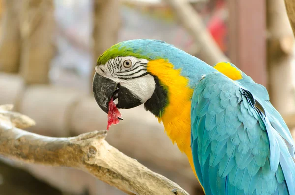 Blue and Gold macaw, Scientific name "Ara ararauna" parrot bird — Stock Photo, Image