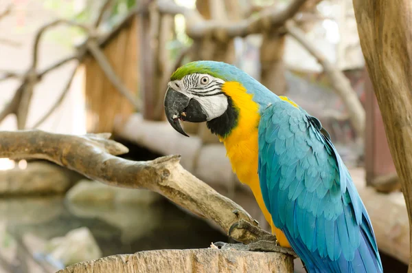 Blue and Gold macaw, Scientific name "Ara ararauna" parrot bird — Stock Photo, Image