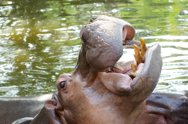 Hippopotamus — Stock Photo, Image