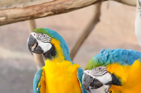 Blue and Gold macaw — Stock Photo, Image