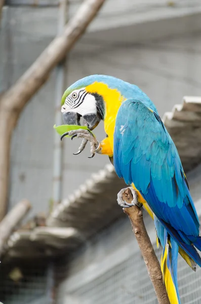 Blue and Gold macaw — Stock Photo, Image