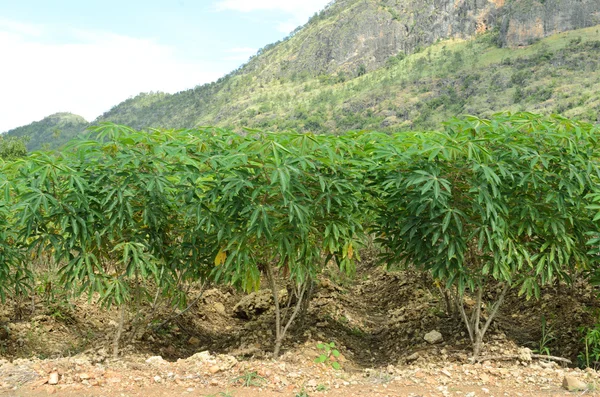 Campo de plantación — Foto de Stock