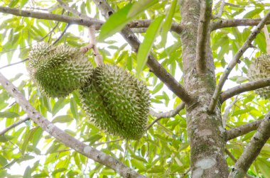 Durian ağaçlar