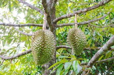 Durian ağaçlar