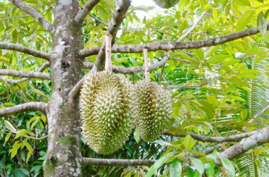 Durian ağaçlar