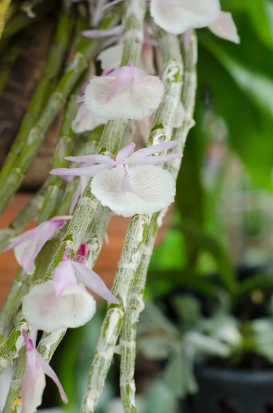 Dendrobium orchid — Stock Photo, Image