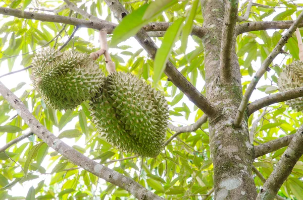 Durian ağaçlar