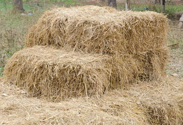 Straw — Stock Photo, Image