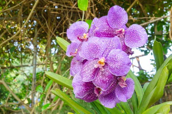 Orchidée pourpre — Photo