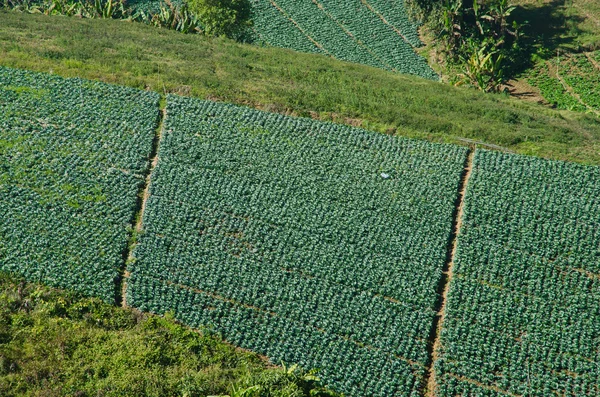 Cabbage field — Stock Photo, Image