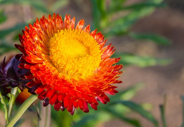 Straw flower — Stock Photo, Image