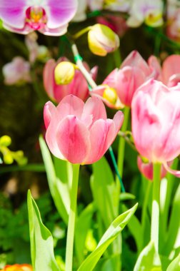 Bahçede pembe laleler.