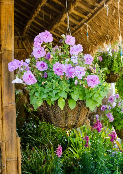 Hängekorb mit Blumen — Stockfoto