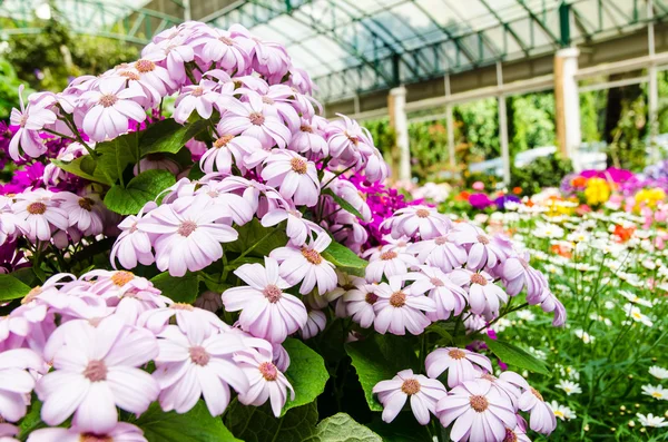 Hintergrund Blumengarten — Stockfoto