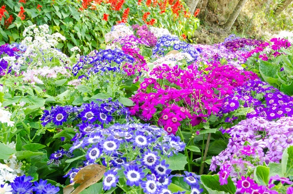 Blomma trädgård bakgrund Royaltyfria Stockfoton