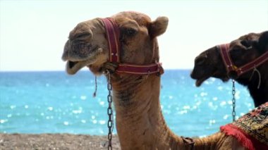 Deniz kenarındaki kumsalda develer Seçici odak noktası.